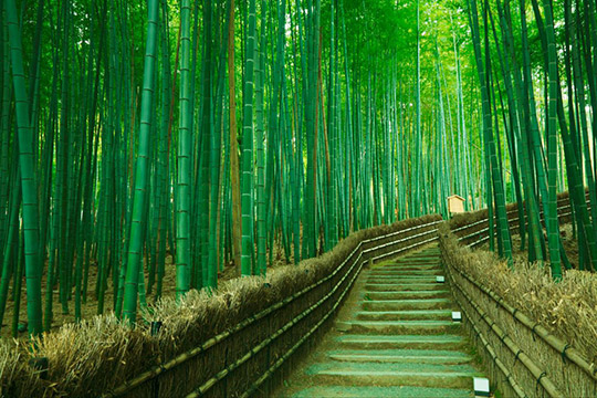 Бамбуковый парк Сагано.