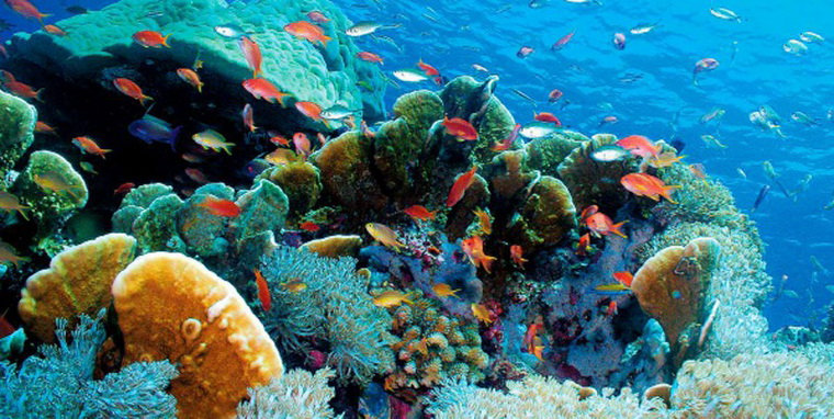 Подводный мир островов Палау