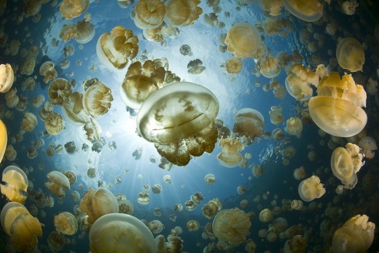 Необычное медузное озеро на Палау