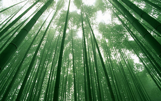 Бамбук это злак, способный вырасти до 40 метров.
