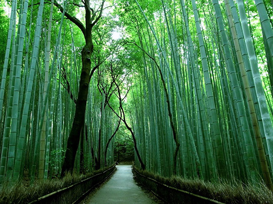 Бамбуковый лес Сагано.