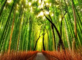 Сагано. Бамбуковый лес в Японии