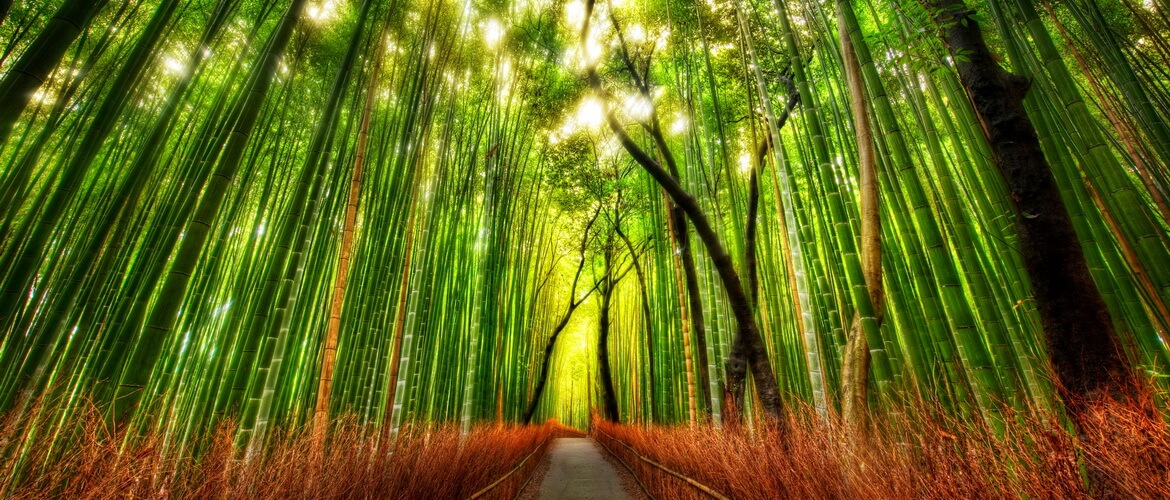 Сагано. Бамбуковый лес в Японии