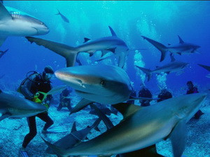 Акулы Большой Голубой Дыры