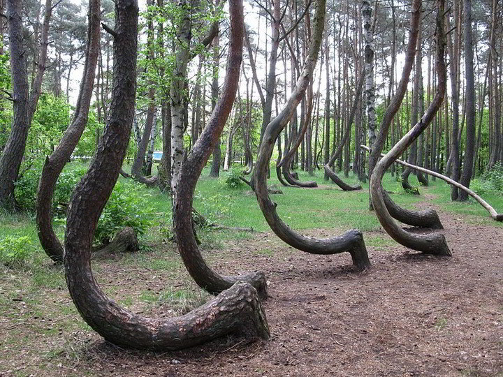 странные деревья в лесу