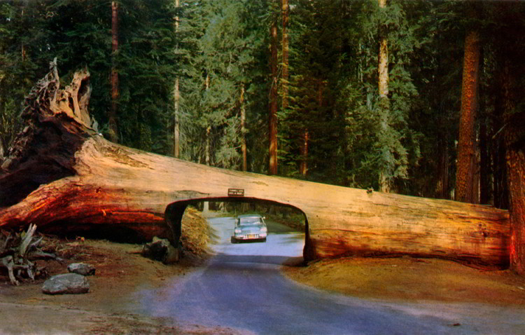 tunnel-log - тоннель в дереве