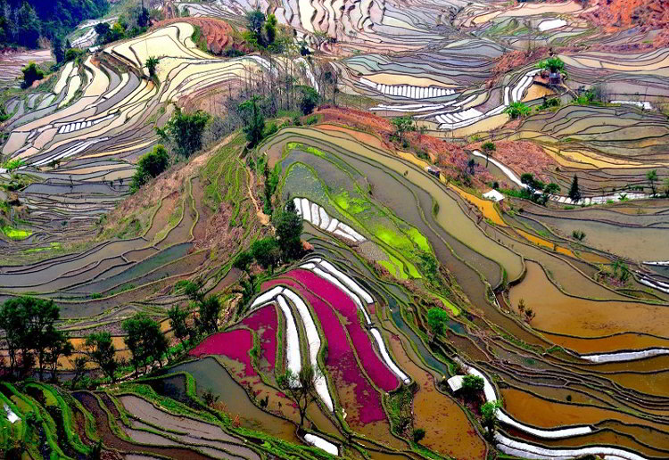 Рисовые террасы Хунхэ-Хани