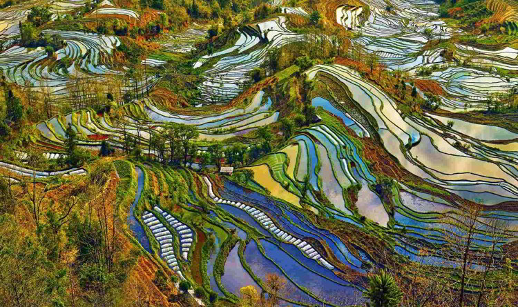 Хунхэ-Хани - рисовые поля
