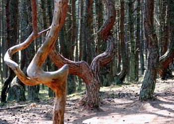 Деревья Танцующего Леса