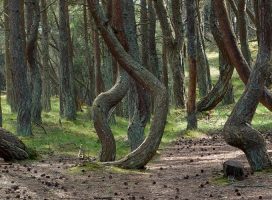 Танцующий лес в России