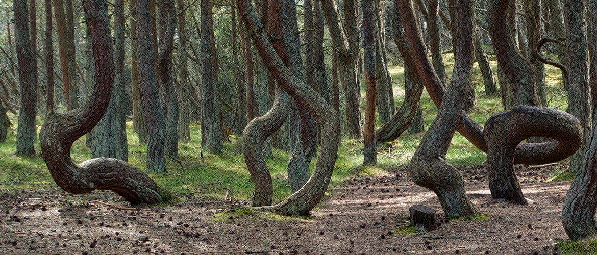 Танцующий лес в России