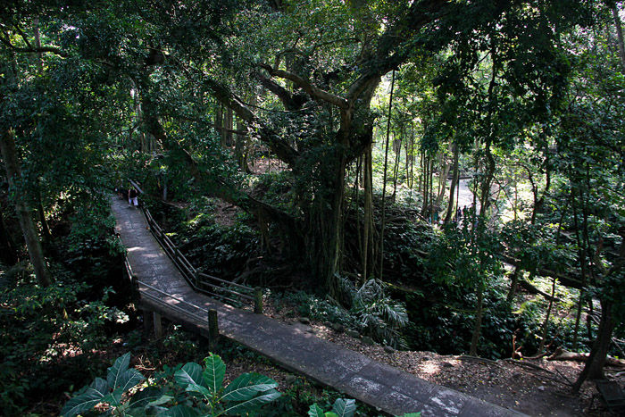 Тропинки в лесу обезьян