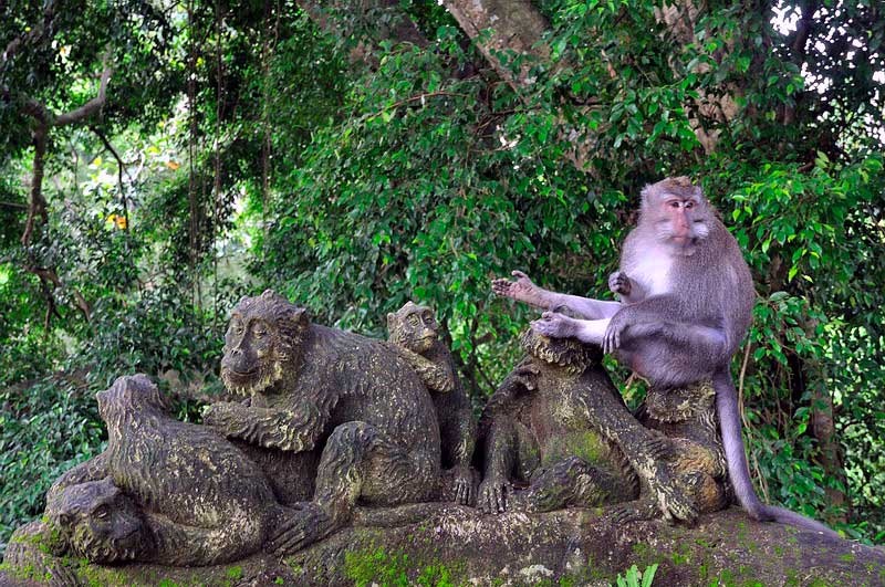 Памятник обезьянам