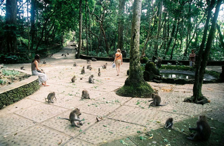 Площадь леса обезьян