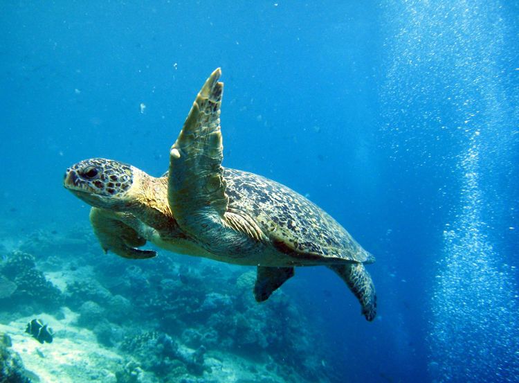 Черепаха острова Сипадан