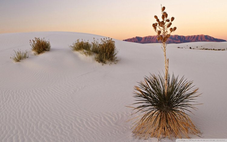 растительность Пустыни Белых Песков
