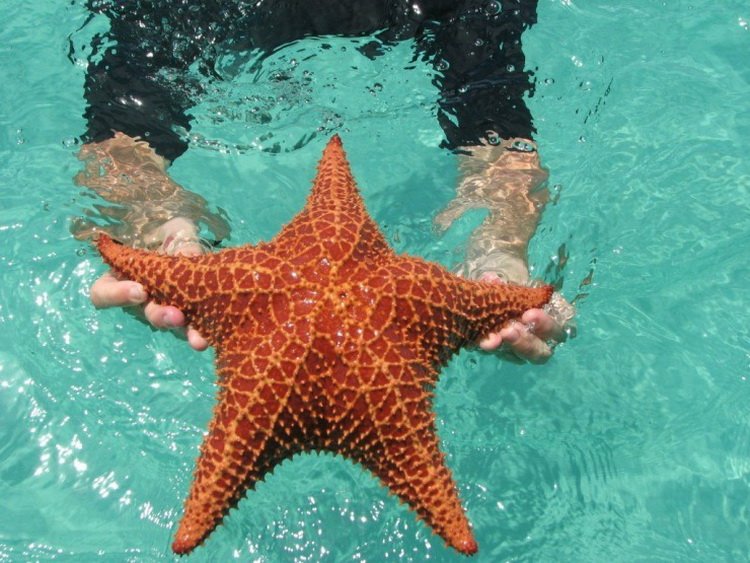 Морские звезды пляжа Бока-дель-Драго