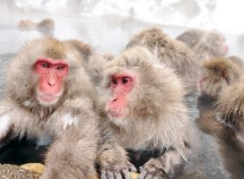 Джигокудани и снежные обезьяны