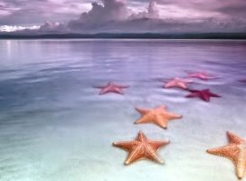 пляж с морскими звездами