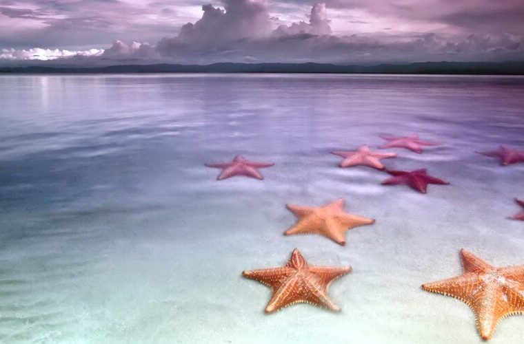 пляж с морскими звездами