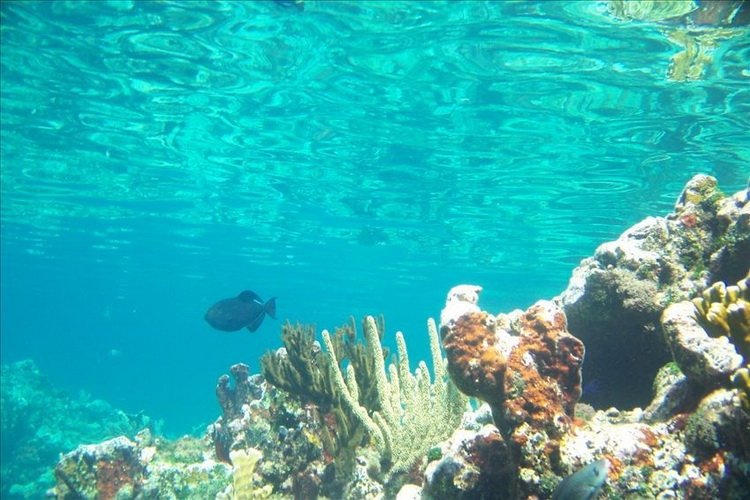 Сан-Сальвадор и подводные рифы