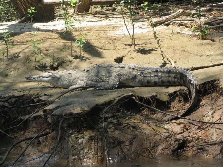 Каньон Сумидеро и крокодил