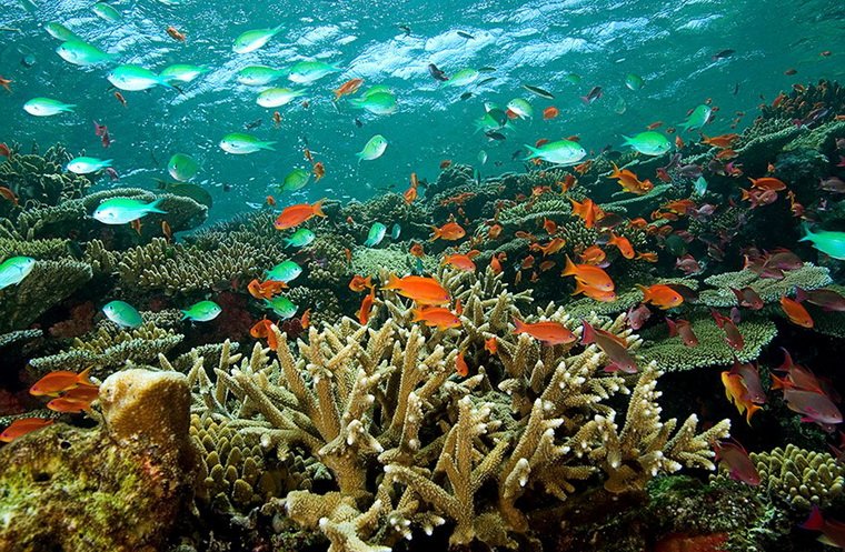 Фиджи. Подводный мир