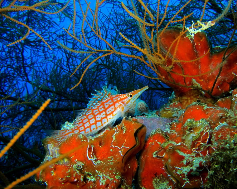 Подводный мир в прибрежных водах Нуси-Бе