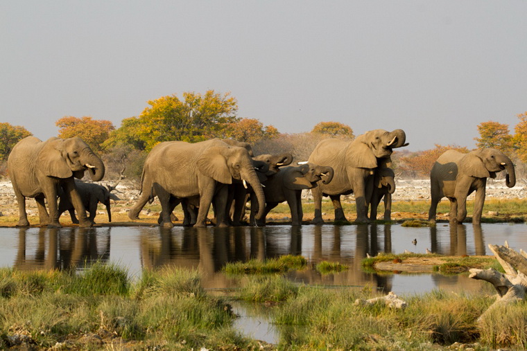 Слоны в Национальном парке Этоша