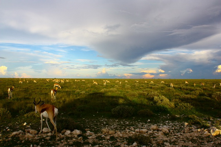 Антилопы в саванне парка Этоша