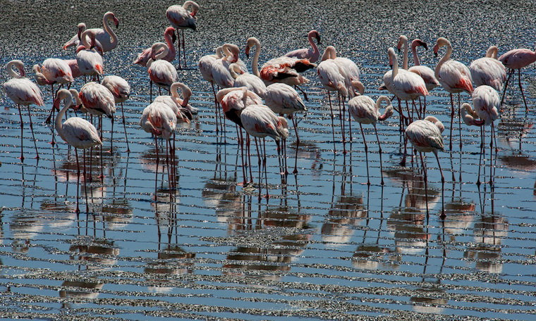 Фламинго в Национальном парке Этоша