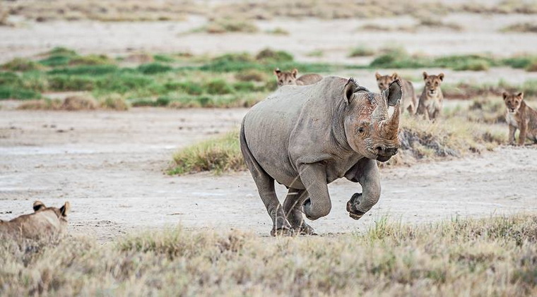 бегущий носорог