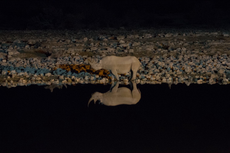 Носорог. Ночное наблюдение в парке Этоша