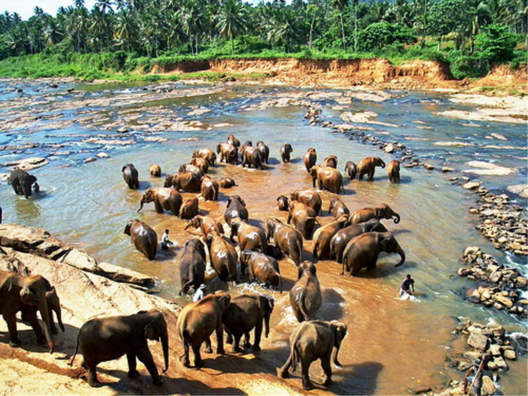Пиннавела - питомник слонов на Шри-Ланке