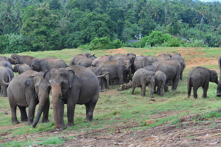 Пиннавела - питомник слонов на Шри-Ланке
