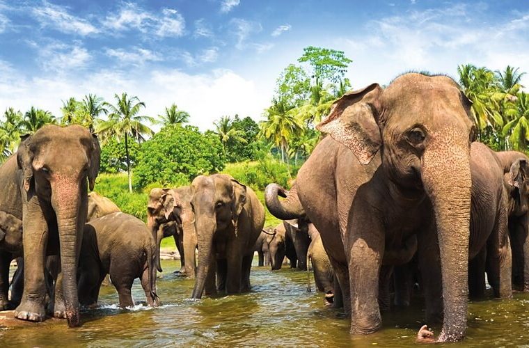 Пиннавела. Приют для слонов. Шри-Ланка