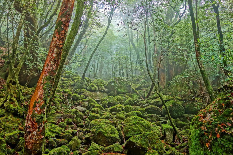 Лес на острове Якусима