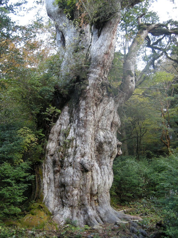 Дерево Дземон Суги (Jomon sugi tree)