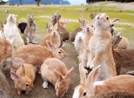 Окуносима - остров кроликов