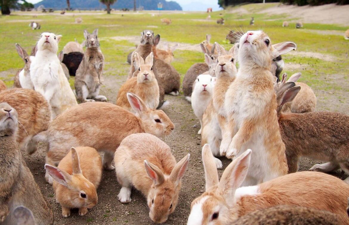 Окуносима - остров кроликов