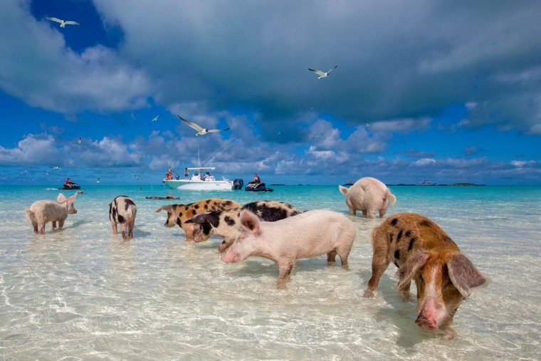Остров свиней на Багамских островах