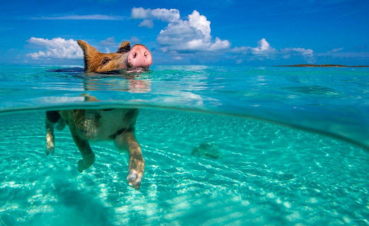водоплавающие свиньи на Багамах