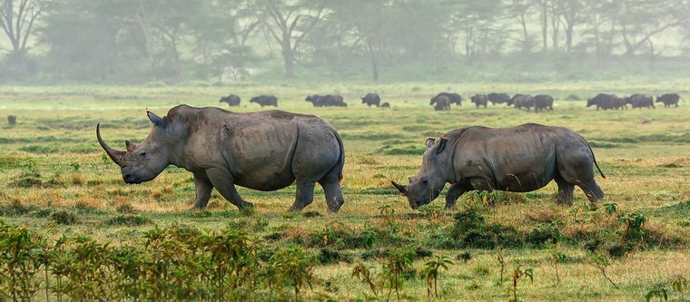 Национальный парк Накуру. Кения
