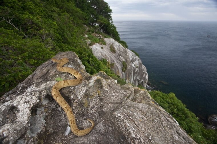 змеи острова Кеймада-Гранди