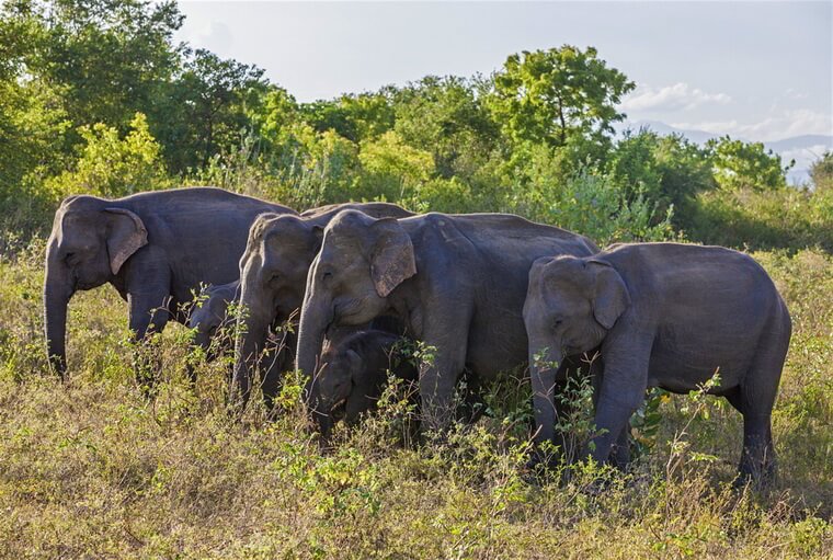 Слоны в парке Удавалаве