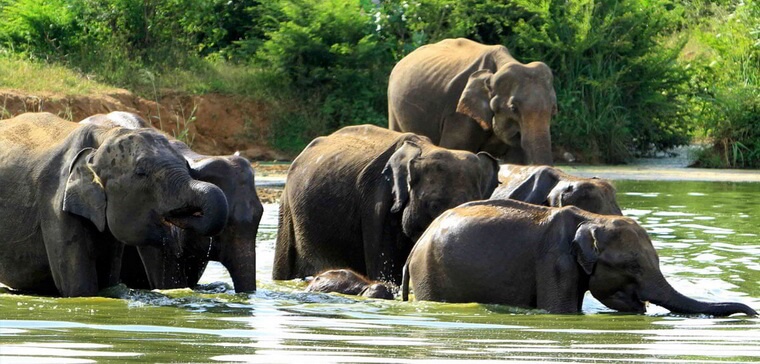 Слоны парка Удавалаве