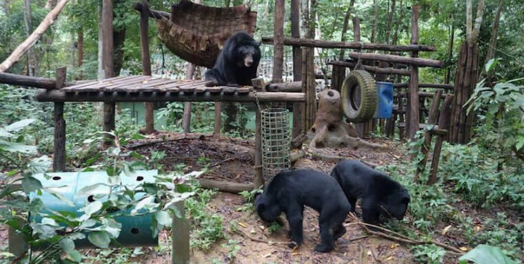 Куанг Си и медведи