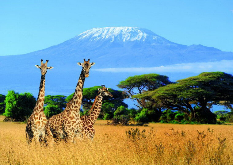 Животные у Килиманджаро