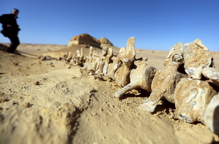 Останки доисторических животных в Вади аль-Хитан
