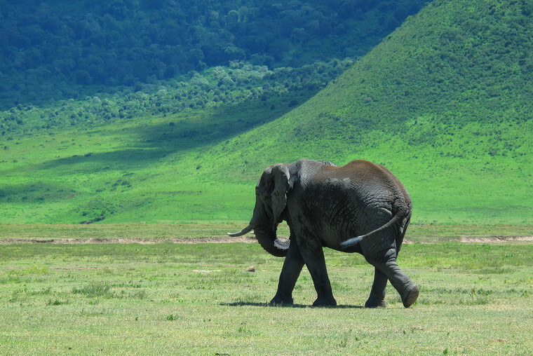 Слоны в Нгоронгоро
